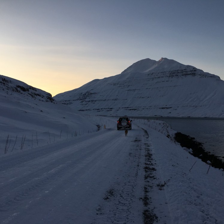 Gassigehen auf isländisch