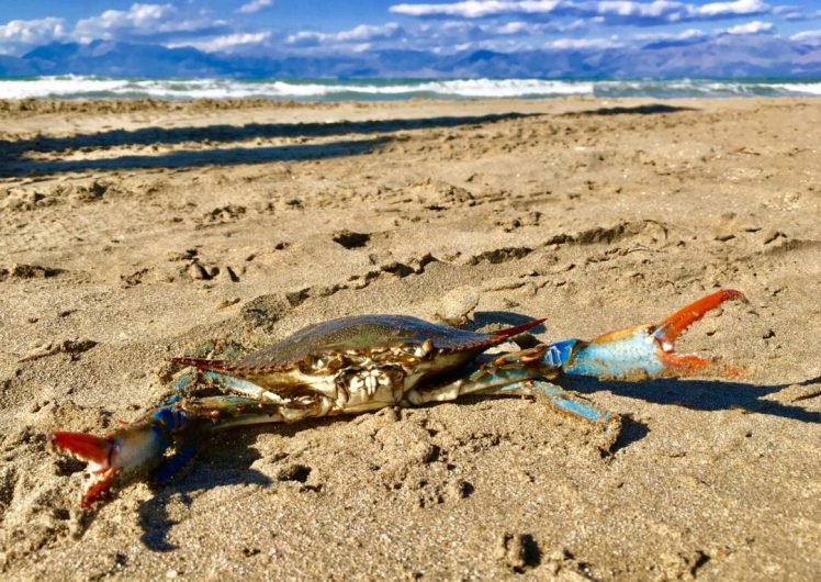 Krabbe am Strand